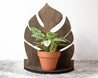 Wooden Decor: Monstera Shelf with 2" plant