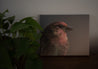 Purple Finch